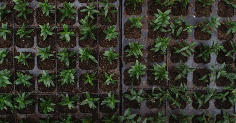 Quelles sont les opportunités d’emploi vert au cœur des enjeux environnementaux ?